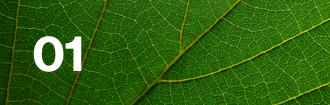 Lloyd's climate leaf 01