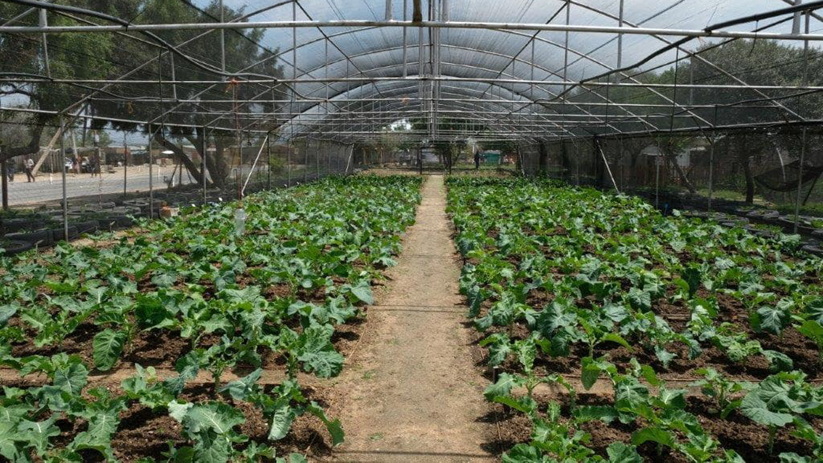 Growing food security illustration