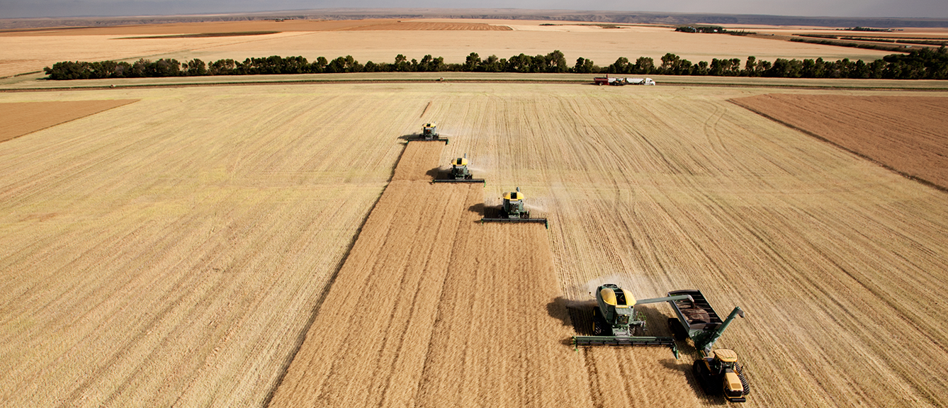 Combine harvesters in a field
